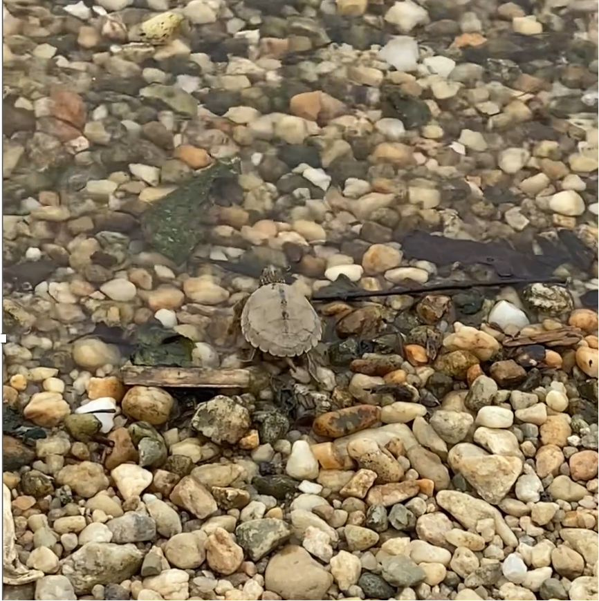 turtle hatchling