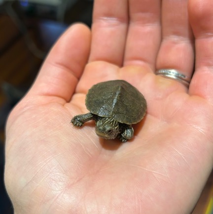 turtle hsatchling